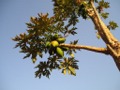 Papaya tree Mbinga